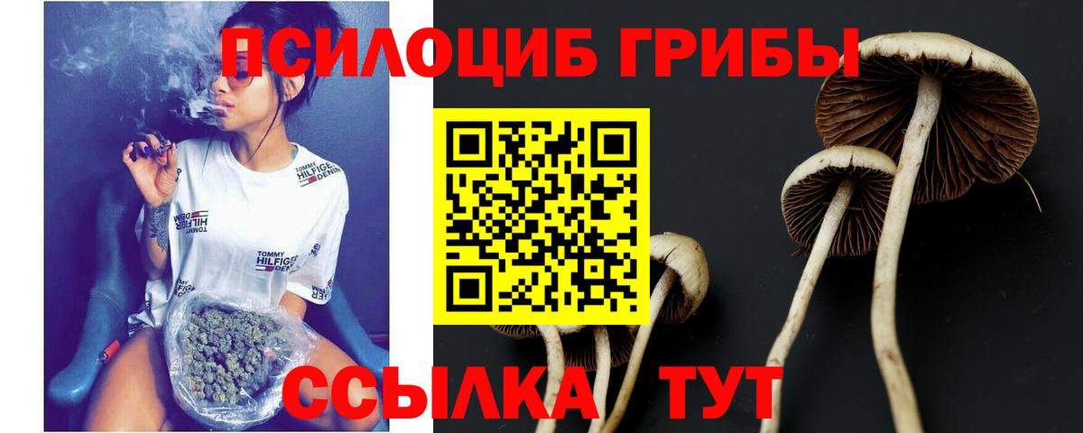 где найти наркотики  Псилоцибиновые грибы Psilocybine cubensis  Вход с VPN  Прокопьевск 